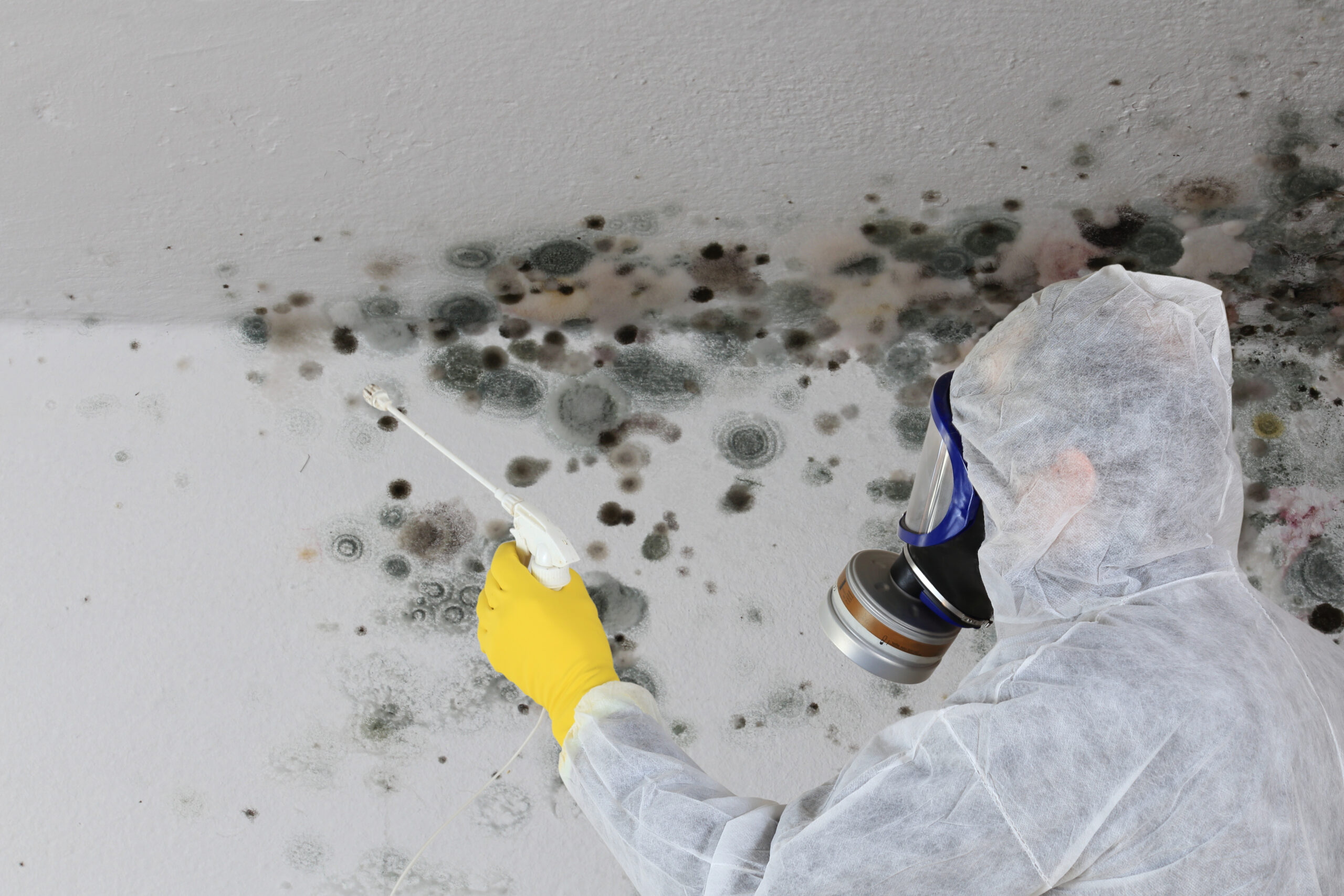 Certified mold remediation professionals apply cleaning solutions while wearing full protective gear to remove mold and fungus.